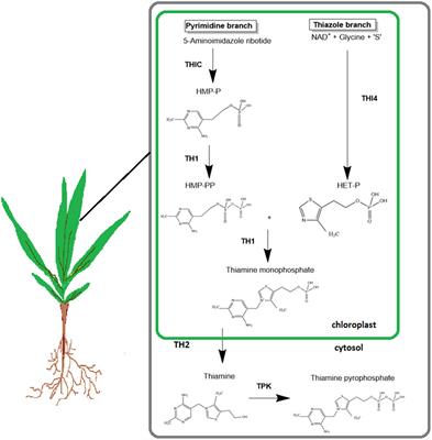 Enhancement of Thiamine Biosynthesis in Oil Palm Seedlings by Colonization of Endophytic Fungus Hendersonia toruloidea